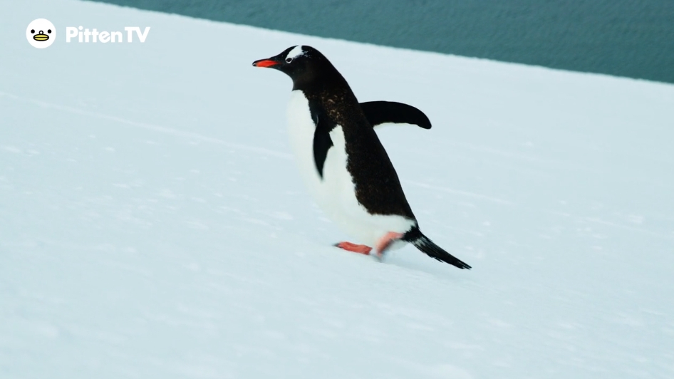 【Pitten ZOO】ジェンツーペンギンなど、4種類の動物達が新しく仲間になりました。