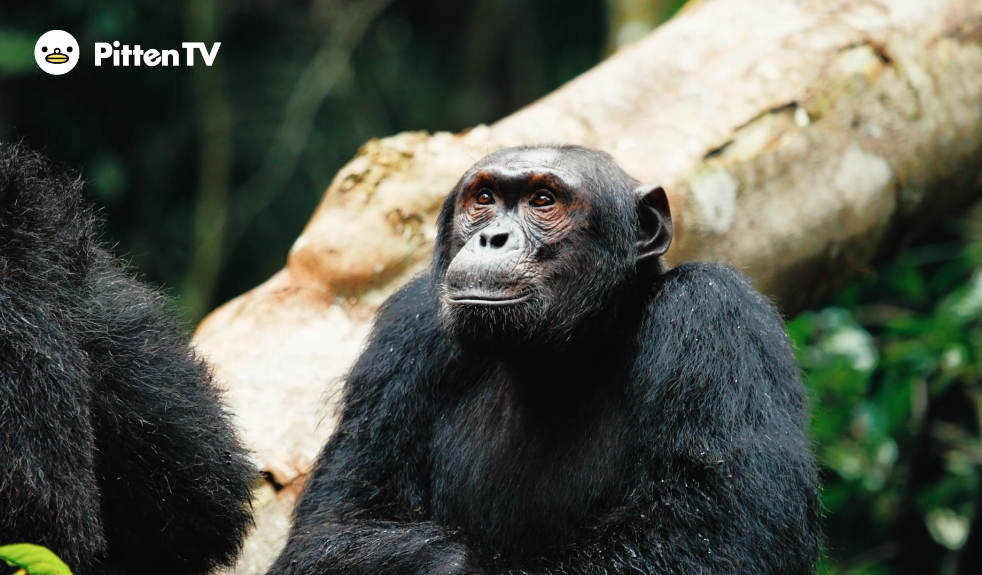 【Pitten ZOO】7月14日は、世界チンパンジーの日です。