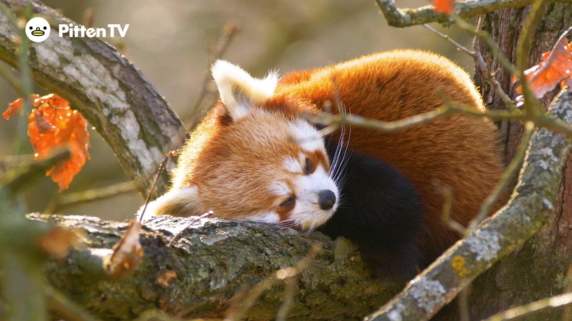 リチャード オーリンスキー パンダ Panda Spirit オレンジ リチャード