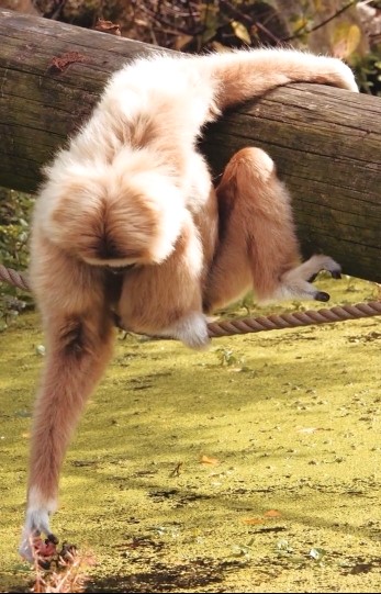 【Pitten ZOO】10月24日は、国際テナガザルの日です。