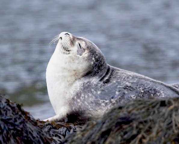 【Pitten ZOO】ゼニガタアザラシ（銭形海豹）が仲間になりました