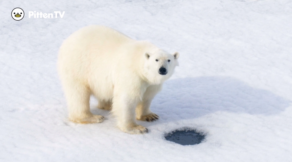 【Pitten ZOO】2月27日は、国際ホッキョクグマ（シロクマ）の日です。