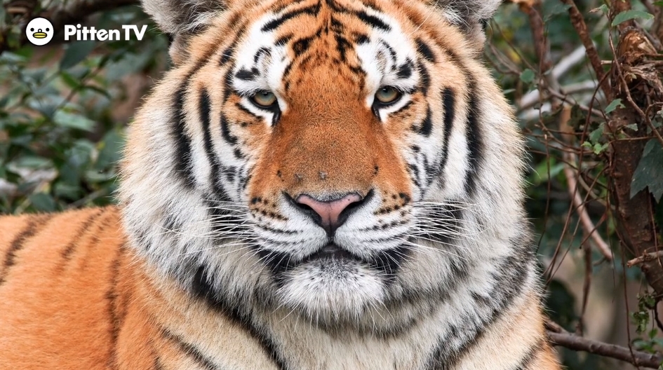 【Pitten ZOO】7月29日は、国際トラの日です。
